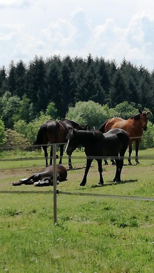Chambre D'Hote Equestre Au Petit Bonheur Chateldon Exterior photo